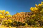 USA, New Mexico, Jemez National Recreation Area. Cliff and cottonwood trees in autumn. Art Print